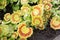 Red and yellow leaves of pelargonium