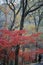 Red and Yellow Leaves at Qixia Mountain, Nanjing China