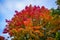 Red-yellow leaves on a tree. Russian autumn