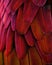 Red/Yellow Macaw Feathers