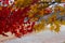 Red and Yellow maple leaves during Japan`s Autumn Koyo season