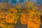 Red yellow maples in the field. Aerial view. Picturesque flat landscape with composition from top to down.