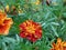 Red and Yellow Marigold Flowers -01