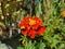 Red and Yellow Marigold Flowers -01