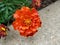 Red and Yellow Marigold Flowers -03