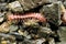 Red and Yellow Millipede - Kepolydesmus anderisus