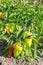 Red and yellow pepper plant growing on the ground. Vertical orientation