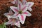 Red and yellow pink lily flower