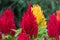 Red and Yellow Plumed cockscomb, Celosia argentea