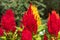 Red and Yellow Plumed cockscomb, Celosia argentea