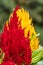 Red and Yellow Plumed cockscomb, Celosia argentea