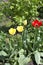 Red and yellow poppies, top view. A beautiful wild flower. Bright red poppy flower on a background of green plants on a sunny