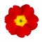 Red and Yellow Primrose Flower Isolated