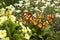 Red and yellow primrose in the garden against a background of white undersized flowers. Spring concept, beautiful flowers in the