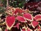 red and yellow redylow miana leaf ornamental plant