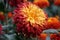 A red and yellow Reflex mum `King George` at full bloom