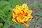 Red Yellow Rembrandt Tulip in garden