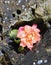 Red and yellow rose in a lava rock