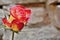 Red-yellow rose near brick wall