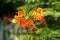 Red and yellow royal poinciana flowers