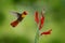 Red and yellow Ruby-Topaz Hummingbird, Chrysolampis mosquitus, flying next to beautiful red flower in Tobago Island