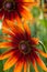 Red Yellow Rudbeckia flower