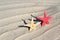 Red and yellow Seastar on beach sand