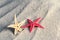 Red and yellow Seastar on beach sand