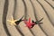 Red and yellow Seastar on beach sand