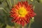 red and yellow shaded Crysanthemum flower