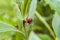 Red and yellow spotted ladybugs in the wild