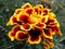 Red & Yellow Striated Marigold