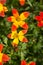 Red yellow striped flowers in green scrub