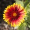Red and yellow sunflower
