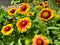 Red and Yellow Sunflowers in Shakespearean Gardens