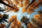 Red and yellow tops of autumn treetops above blue sky background. Tops of trees leaving in perspective