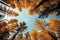 Red and yellow tops of autumn treetops above blue sky background. Tops of trees leaving in perspective