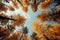 Red and yellow tops of autumn treetops above blue sky background. Tops of trees leaving in perspective