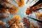 Red and yellow tops of autumn treetops above blue sky background. Tops of trees leaving in perspective