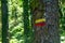 Red and yellow tourist sign on a tree marking a trail in beautiful forest landscape