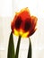 Red - yellow tulip-2
