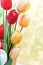 Red and yellow tulip blooming petal bouquet