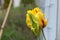 Red and Yellow Tulip Flame with Bud