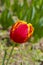 Red and yellow tulip flower close up