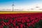 Red and yellow tulip flower field and a modern day windmill for power generation