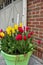 Red and Yellow tulip flower pot with birch branches in a lime green pot