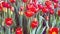 Red and yellow tulip flowers