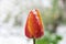 Red yellow tulip snow covered closeup