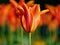 Red and yellow tulip in spring. vivid Flowers background