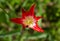 Red yellow Tulip varieties Aladdin record on the background of green grass. Flower close-up. Lily-shaped Tulip. Lilyflowering